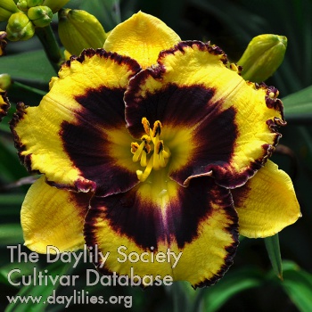 Daylily Bijou En Ambre